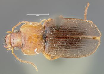 Media type: image;   Entomology 32984 Aspect: habitus dorsal view